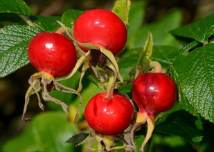 Red fruits of Rose-hip