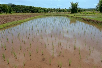 Rice field
