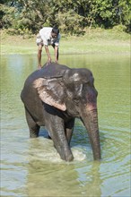 Mahout stands on the back of his Indian elephant