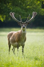 Red deer