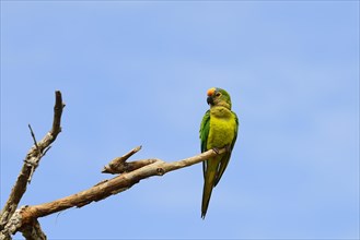 Peach-fronted conure