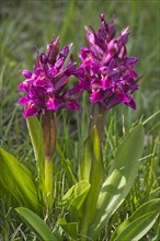 Elder-flowered Orchid