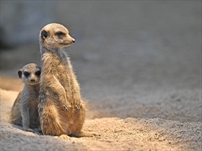 Meerkats or suricates