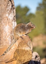 Rock squirrel