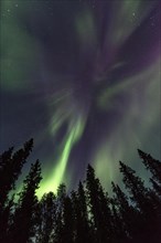 Northern Lights or Aurora Borealis above trees