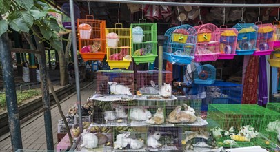 Rabbits sitting in cramped cages