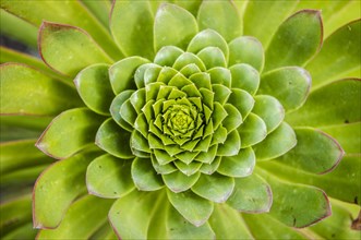 Spiral shaped arranged green leaves