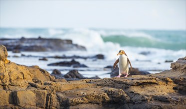 Yellow-eyed penguin