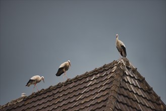 Three White storks