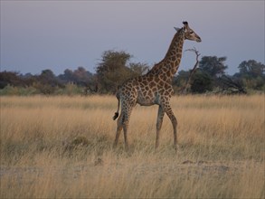 Young South African giraffe or Cape giraffe