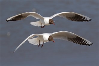 Flying black-headed gulls