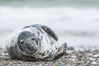 Grey seal