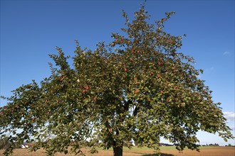 Apple tree