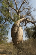 Two intertwined fony baobab
