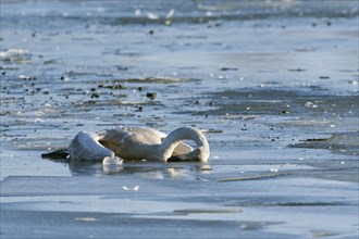 Dead juvenile Whooper Swan