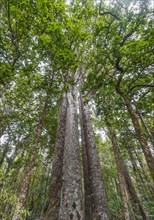 Four Kauri trees