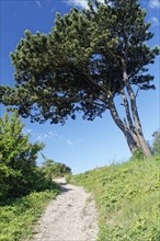 Sand road to the lighthouse Dornbush