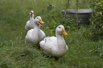 Two German Peking ducks