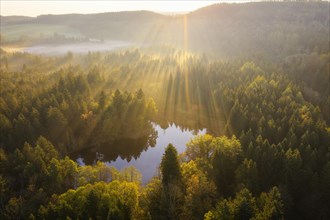 Sunrays over forest