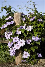 Flowering purple Clematis