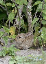Young wild rabbits