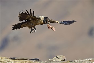 Young bearded vulture
