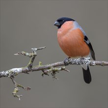 Bullfinch