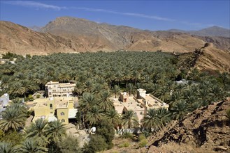 Birkat al Mawz oasis
