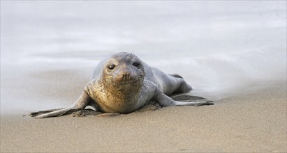 Young Northern Elephant Seal