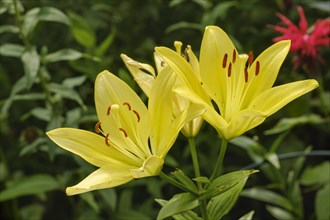 Yellow Fire lily