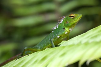 Common green forest lizard