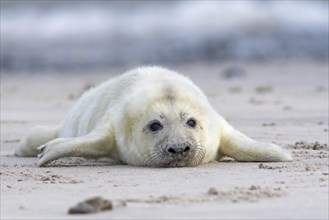 Newborn gray seal