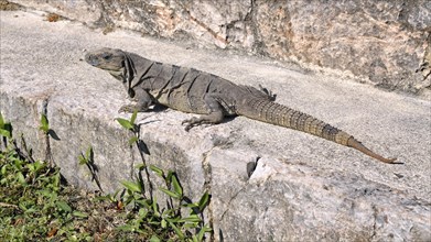 Black spiny-tailed iguana