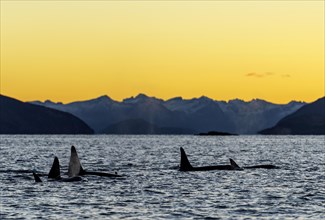 Orcas