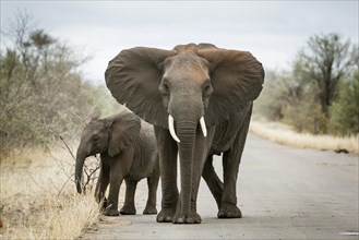 African elephant