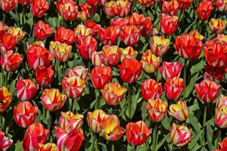 Red Yellow Dutch Tulips