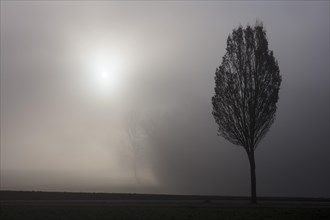 Fog and Tree