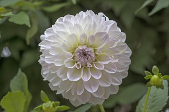 White flowering Dahlia