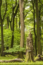 Old beech forest