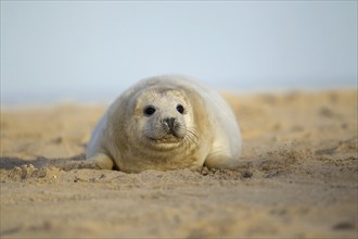 Grey seal