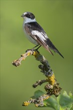 Collared flycatcher