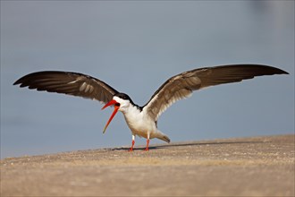 African skimmer