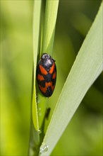 Red-and-black froghopper