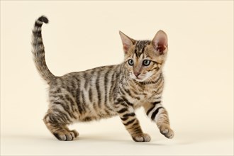Breed cat Toyger