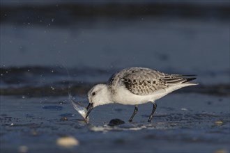 Sanderling