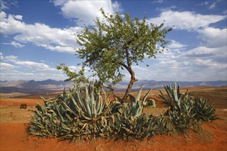 Barren landscape with agaves in the mountainous highlands of Lesotho