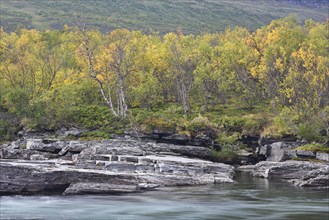 Abisko canyon in the fall