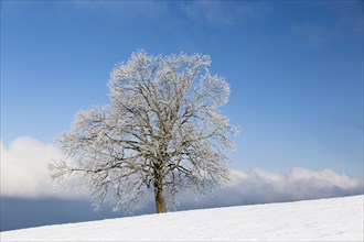 Tree with hoar frost