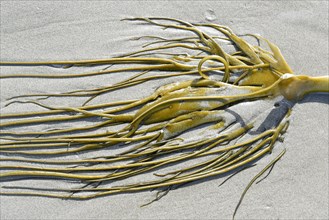 Alluvial Giant Kelp