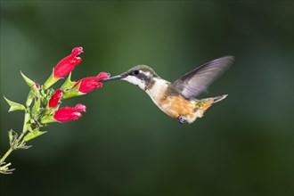 Purple-throated woodstar